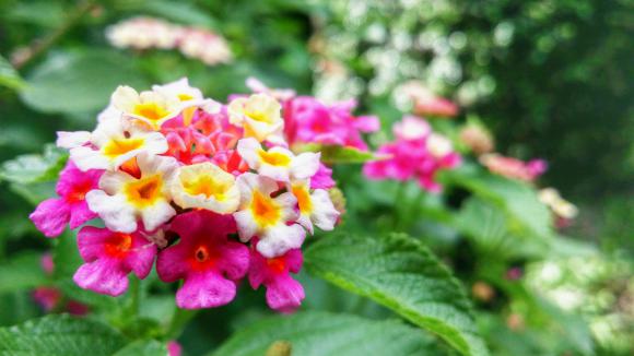 Jardin Le Lantana Une Plante Vivace De Toute Beauté Mais