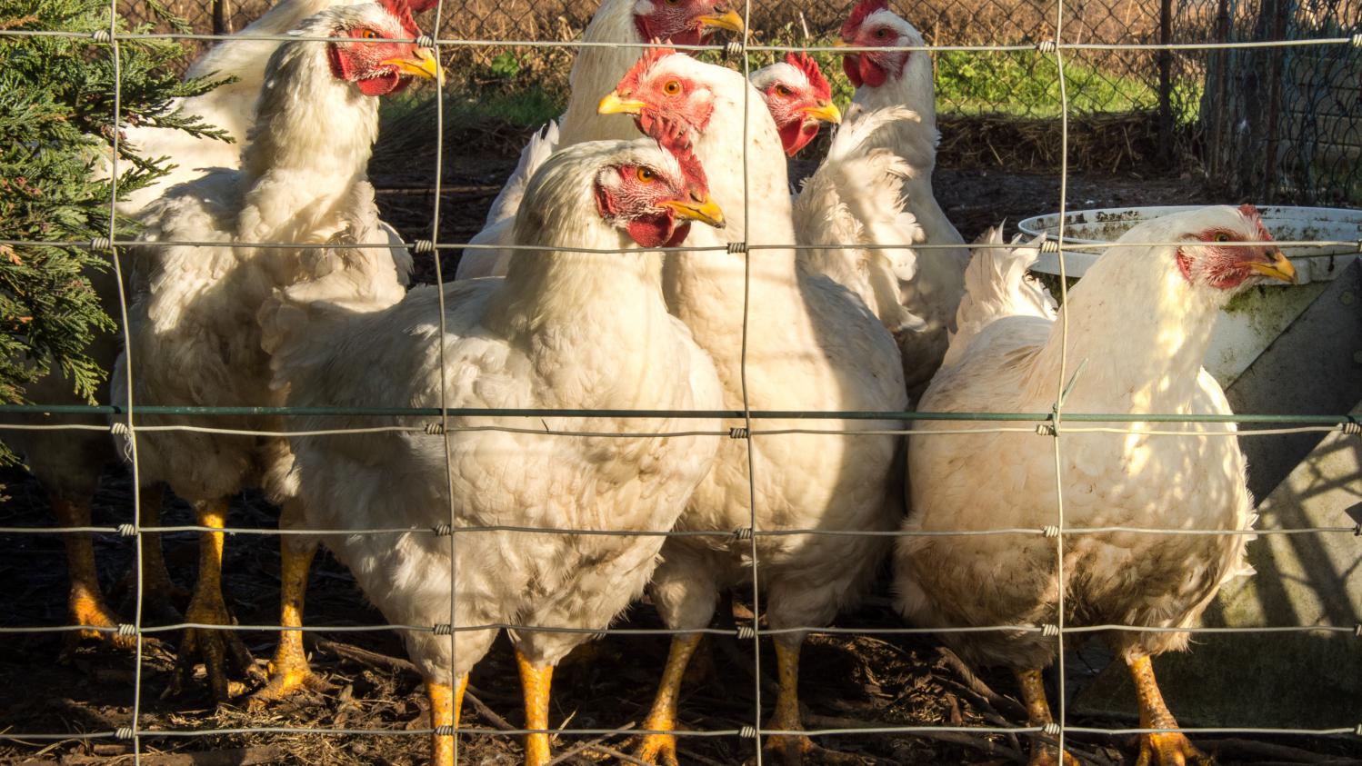 élevage Un Projet De Poulailler Fait Polémique Dans Loise