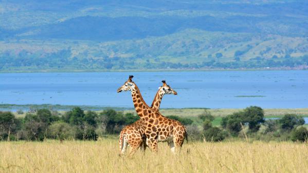 Kenya : une réserve pour protéger les girafes