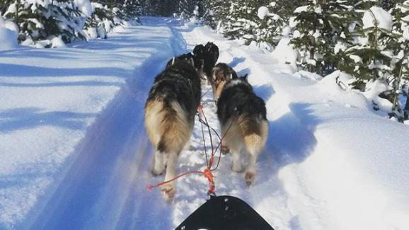 Stéphane : \" Chaque conducteur va s\'occuper des 4 à 6 chiens de son attelage\"