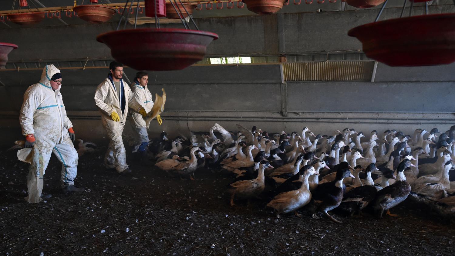 La grippe aviaire de retour, de nombreux élevages français confinés