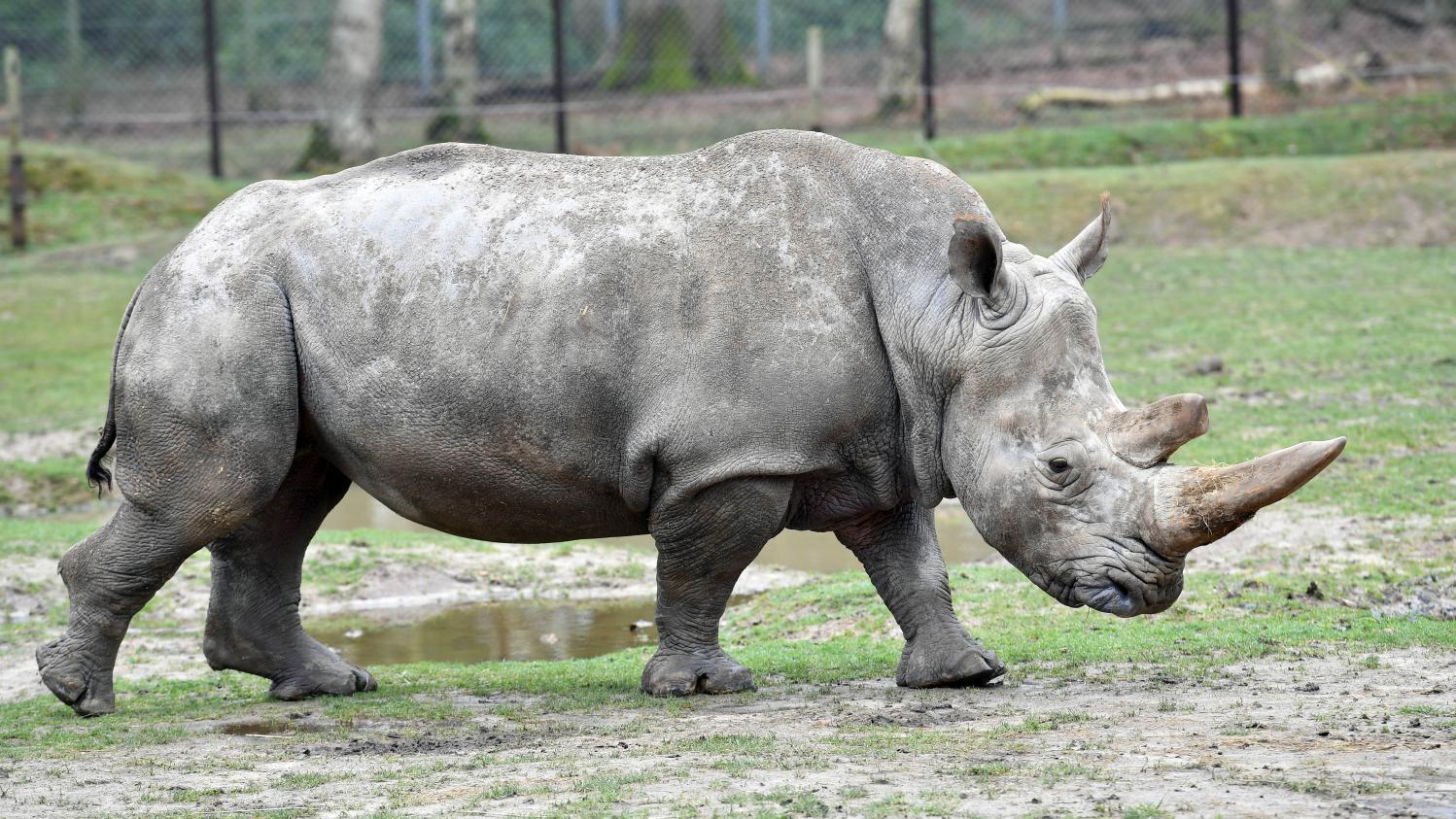 Rhinocéros Abattu Au Zoo De Thoiry : La France, Nouveau Terrain De ...