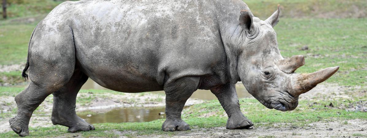 Rhinocéros Abattu Au Zoo De Thoiry La France Nouveau