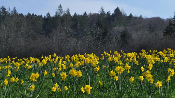 Jardin La Jonquille Fait Le Printemps