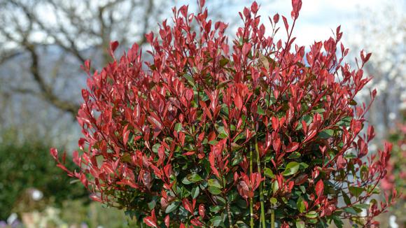 Jardin Taches Noires Sur Les Feuilles De Photinia