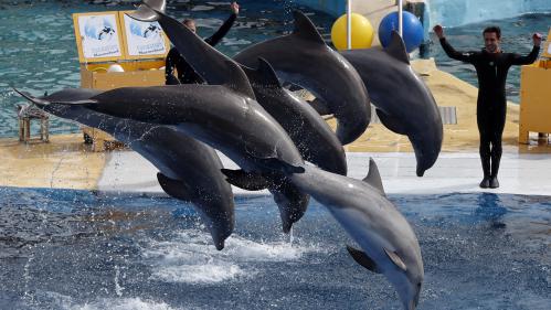 Bien-être animal : coup dur pour les cirques et les delphinariums