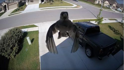 VIDEO. Un oiseau semble voler sans battre des ailes