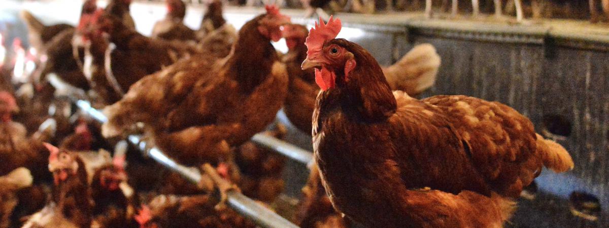 Somme Après La Ferme Des 1000 Vaches Un Projet De Poulailler