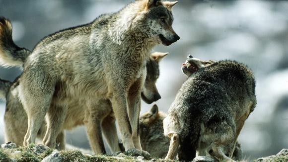 Cest Comment Ailleurs Les Loups En Italie - 