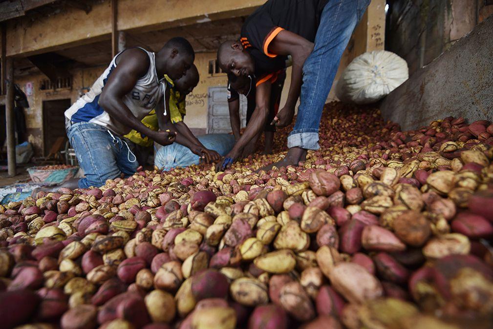 Cote D Ivoire Noix De Cola Une Filiere A La Conquete De Nouveaux Marches