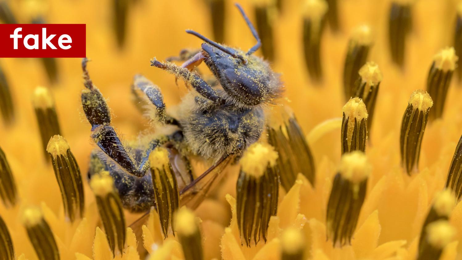 Le Vrai Du Faux Non Albert Einstein N Est Pas L Auteur D Une Phrase Connue Sur Les Abeilles