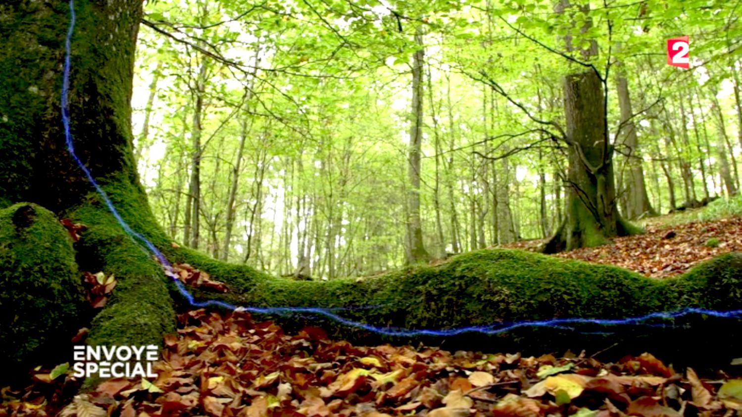 Video Comment Les Arbres Communiquent Entre Eux Découvrez