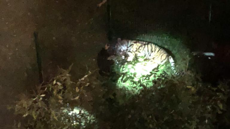 Paris Un Tigre S Echappe D Un Cirque Avant D Etre Abattu Quelques Minutes Plus Tard