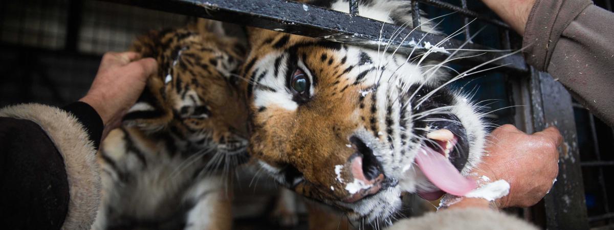 A Quand La Fin Des Cirques Avec Animaux