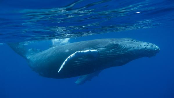 Ile de la Réunion : des scientifiques étudient le chant des baleines