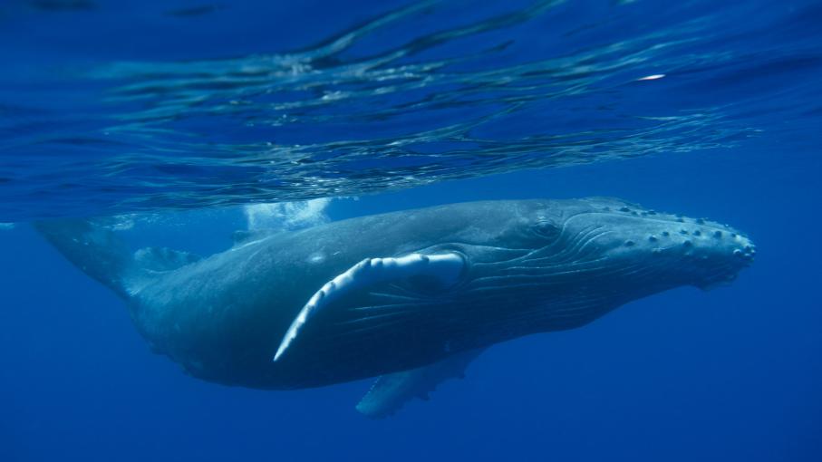 Ile De La Réunion : Des Scientifiques étudient Le Chant Des Baleines