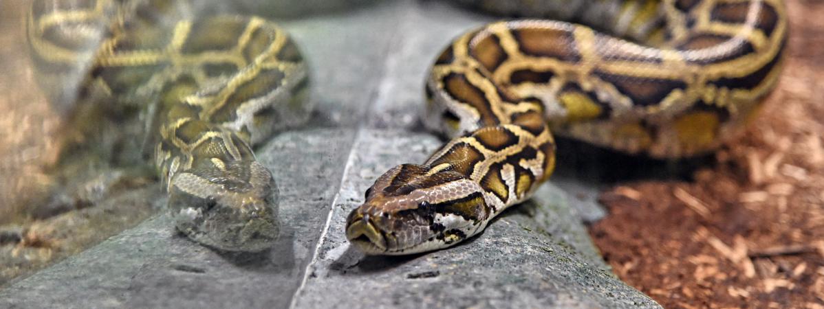 Un python au zoo de Singapour.