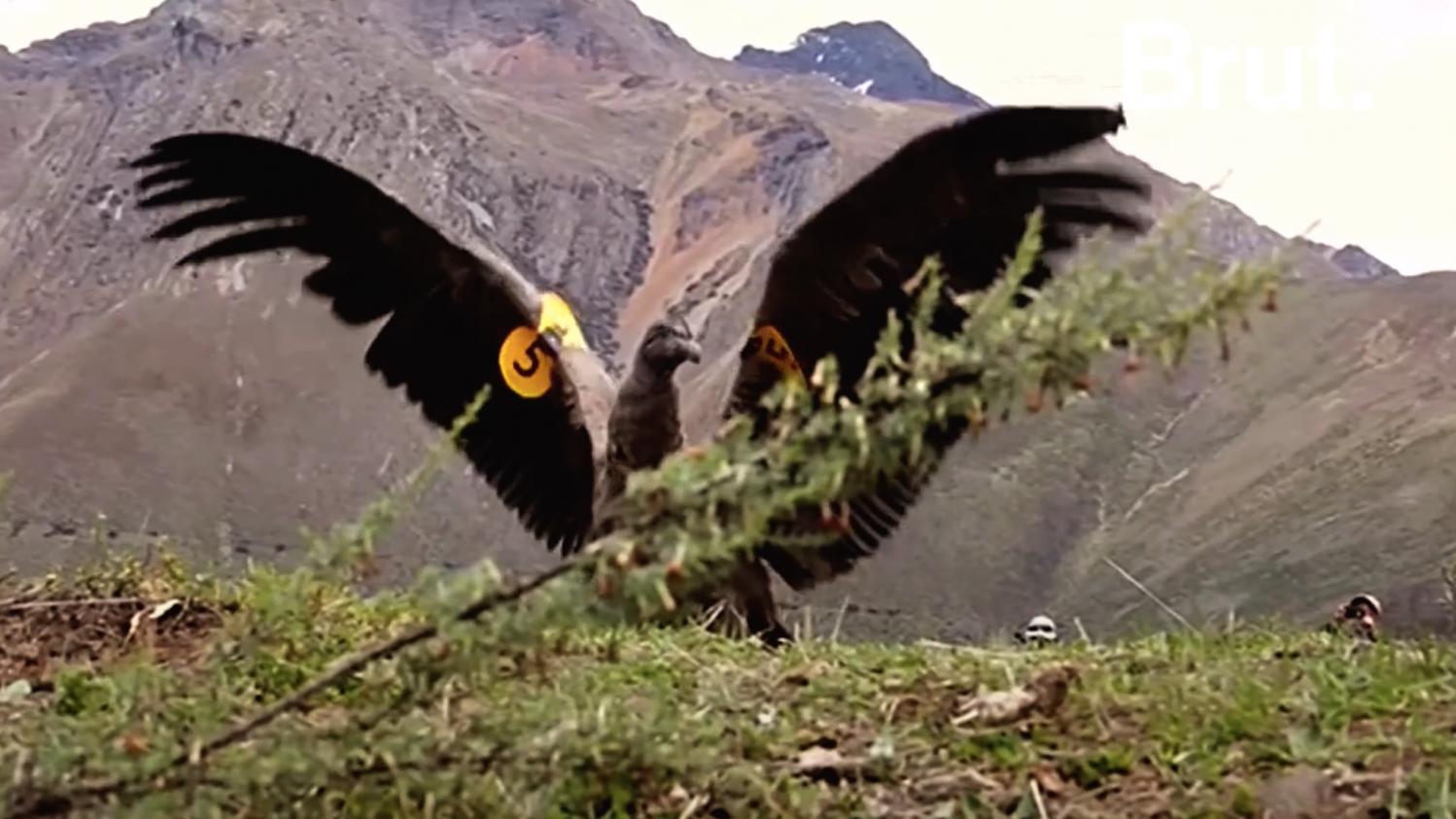 Video Après Plus Dun An Passé En Cage Un Condor Des Andes