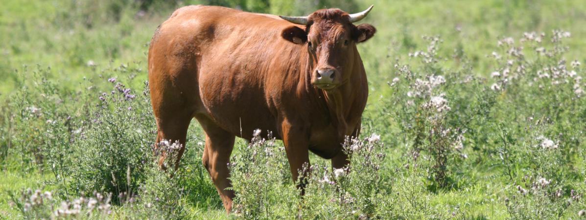 Corse Les Vaches Sauvages Envahissent Les Plages