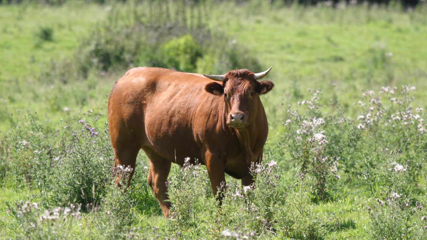 Corse Les Vaches Sauvages Envahissent Les Plages