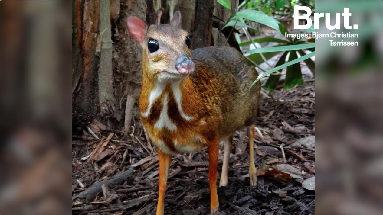 Le Cerf Souris Le Ruminant Le Plus Primitif Sur Terre