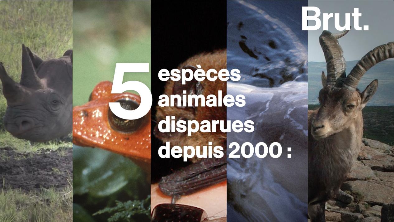 Voici Cinq Espèces Animales Disparues Depuis 2000