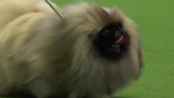 Royaume-Uni : le Crufts, plus grand salon canin du monde