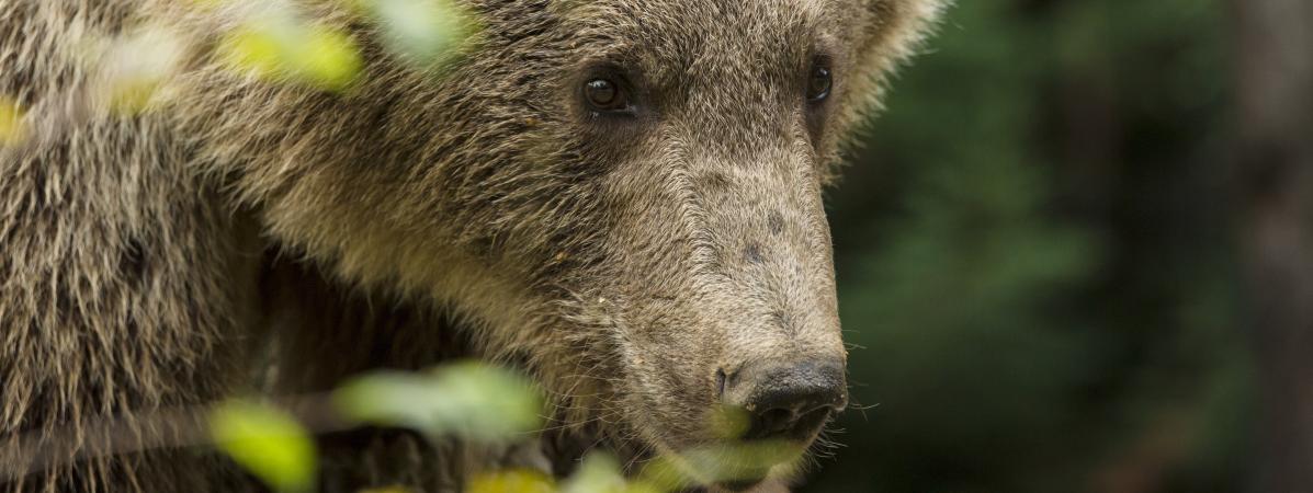 Un ours brun photographié dans les Hautes-Pyrénées, le 29 mai 2016.&nbsp;