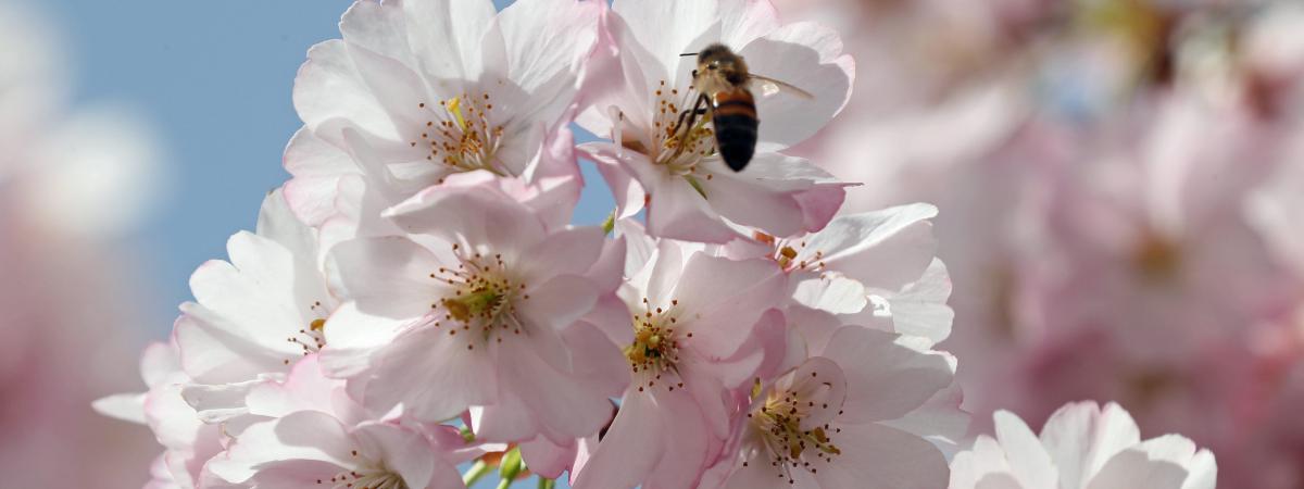 Une abeille butine un arbre en fleurs, à Mulhouse (Haut-Rhin), le 8 avril 2018.