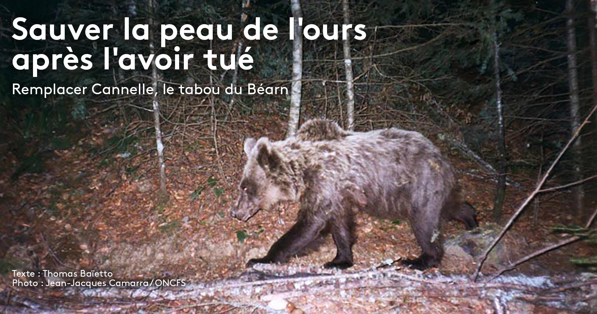 Recit On N A Pas Tue D Homme Juste Un Ours Quatorze Ans Apres La Mort De Cannelle Hante Toujours La Vallee D Aspe