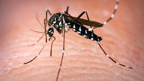 Le moustique tigre -ou aedes albopictus- est identifiable à ses rayures noires et blanches