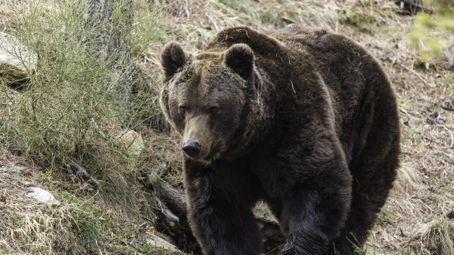 Ours des Pyrénées des images inédites