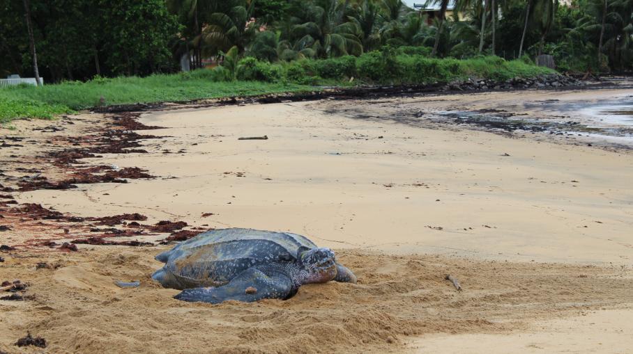 Cest Ma Planète La Guyane Scrute La Ponte Des Tortues Luth