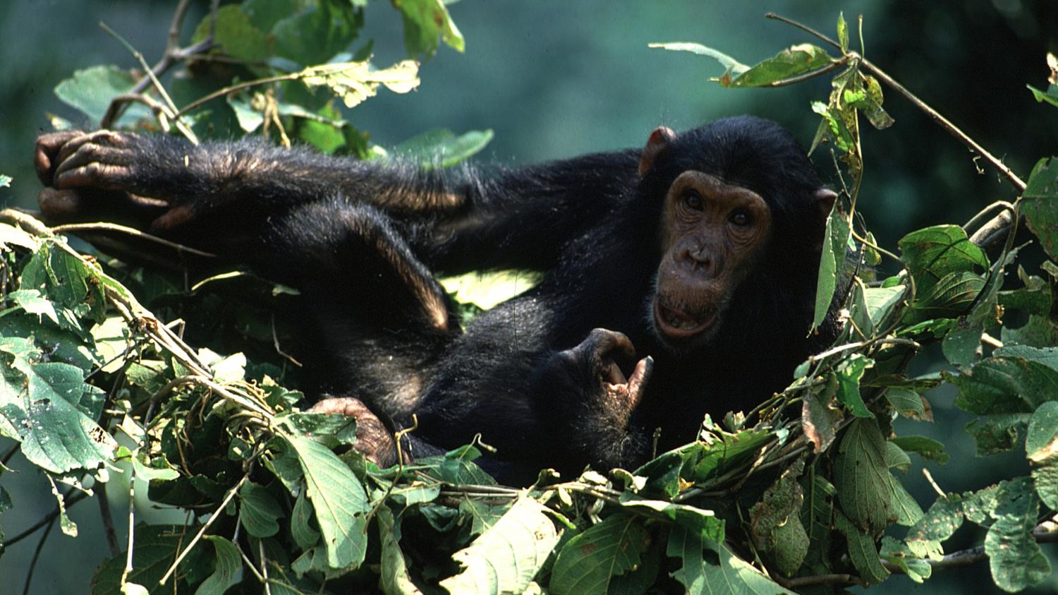 Côte Divoire Le Dernier Sanctuaire Des Chimpanzés