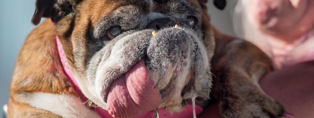 Le Chien Le Plus Laid Du Monde Est Une Bouledogue Femelle