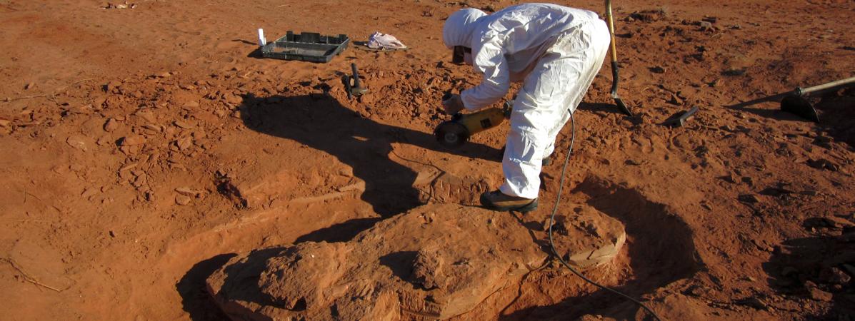 Une équipe de chercheurs a retrouvé en Argentine les restes d\'une espèce de dinosaure géant qui a vécu sur Terre il y a plus de 200 millions d\'années, le 9 juillet 2018.