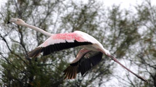 Camargue : des travaux réalisés dans les marais salants pour faire revenir la nature