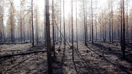 Dérèglement climatique : la Suède apprend à vivre avec les incendies