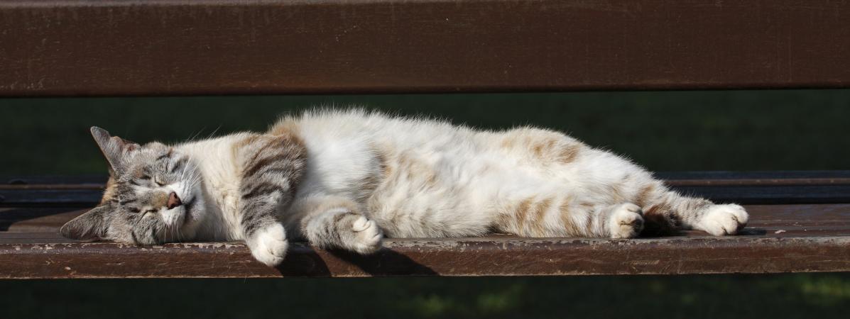 Un chat dort sur un banc, dans le Var.