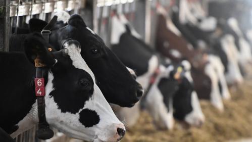 Coronavirus : comment les producteurs de lait font face à la crise