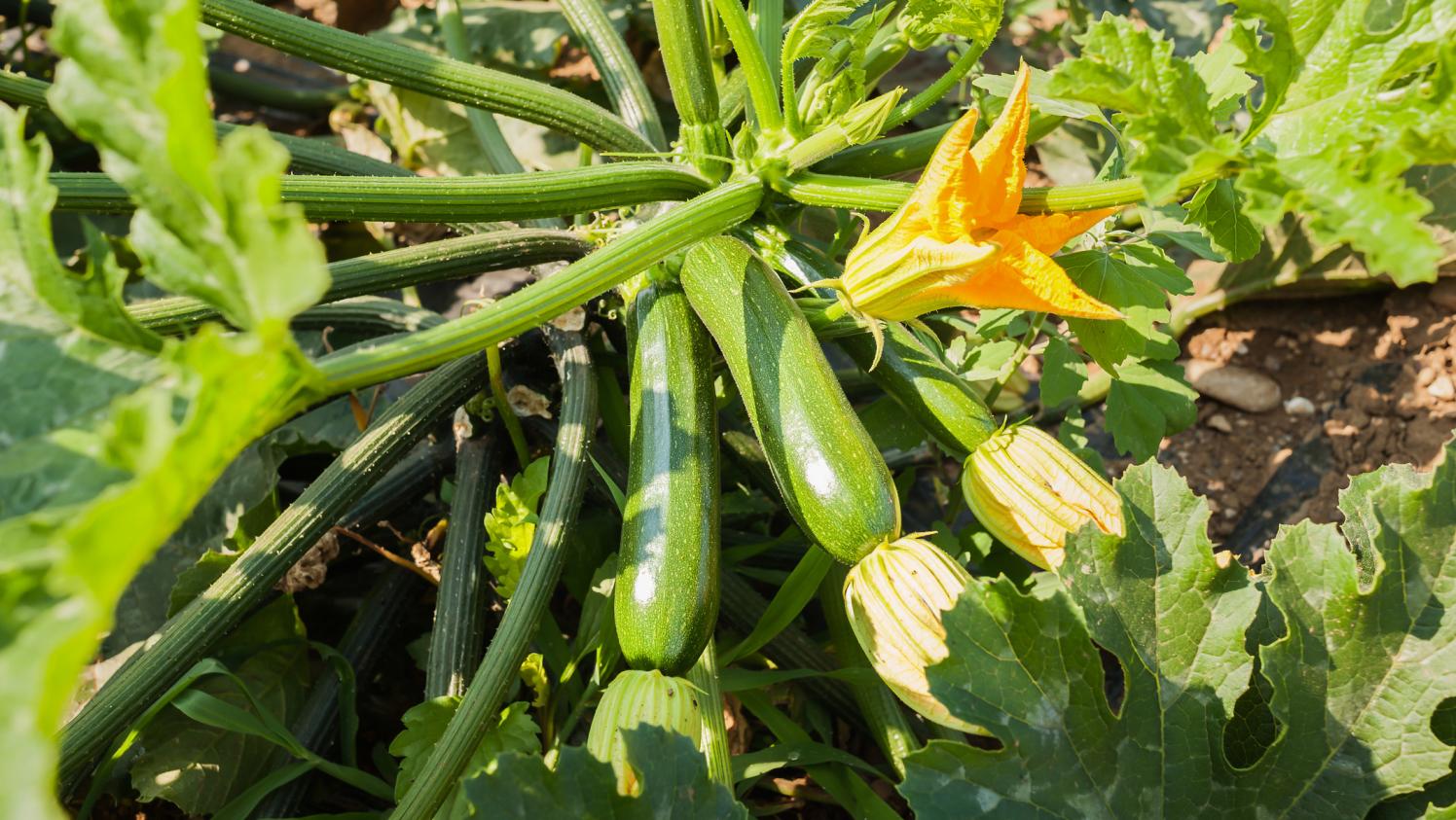 Jardin Traiter Ou Pas L Oidium Sur Mes Courgettes