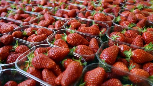 Plougastel : les ventes de fraises repartent à la hausse