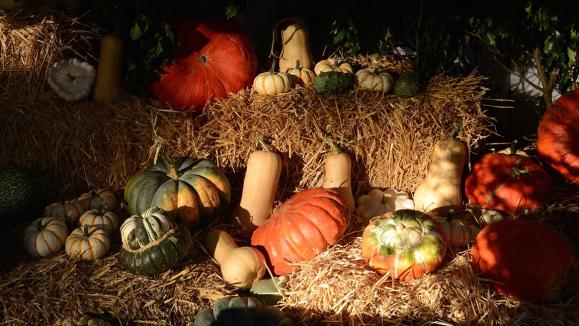 Jardin Comment Récolter Courges Et Potirons - 