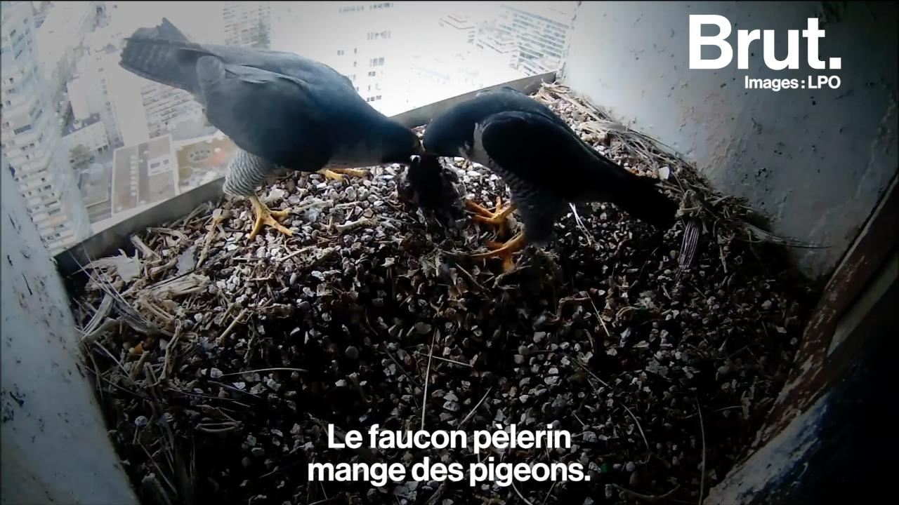 VIDEO. Un Nid De Faucons Observé En Plein Paris, Un Fait Rarissime