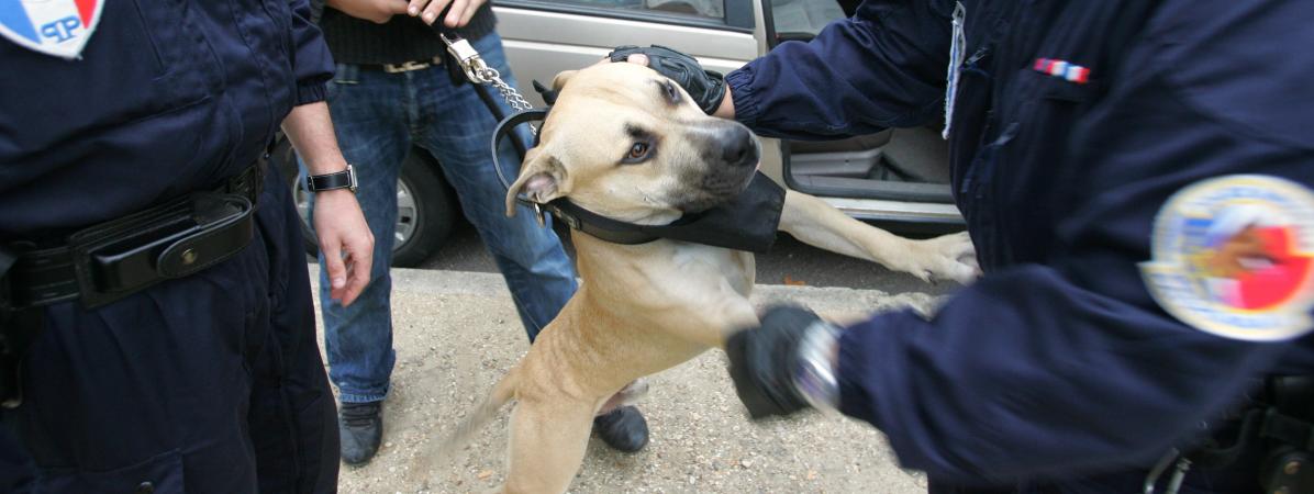 Isère La Police Municipale Tire Sur Un Chien Et Provoque L