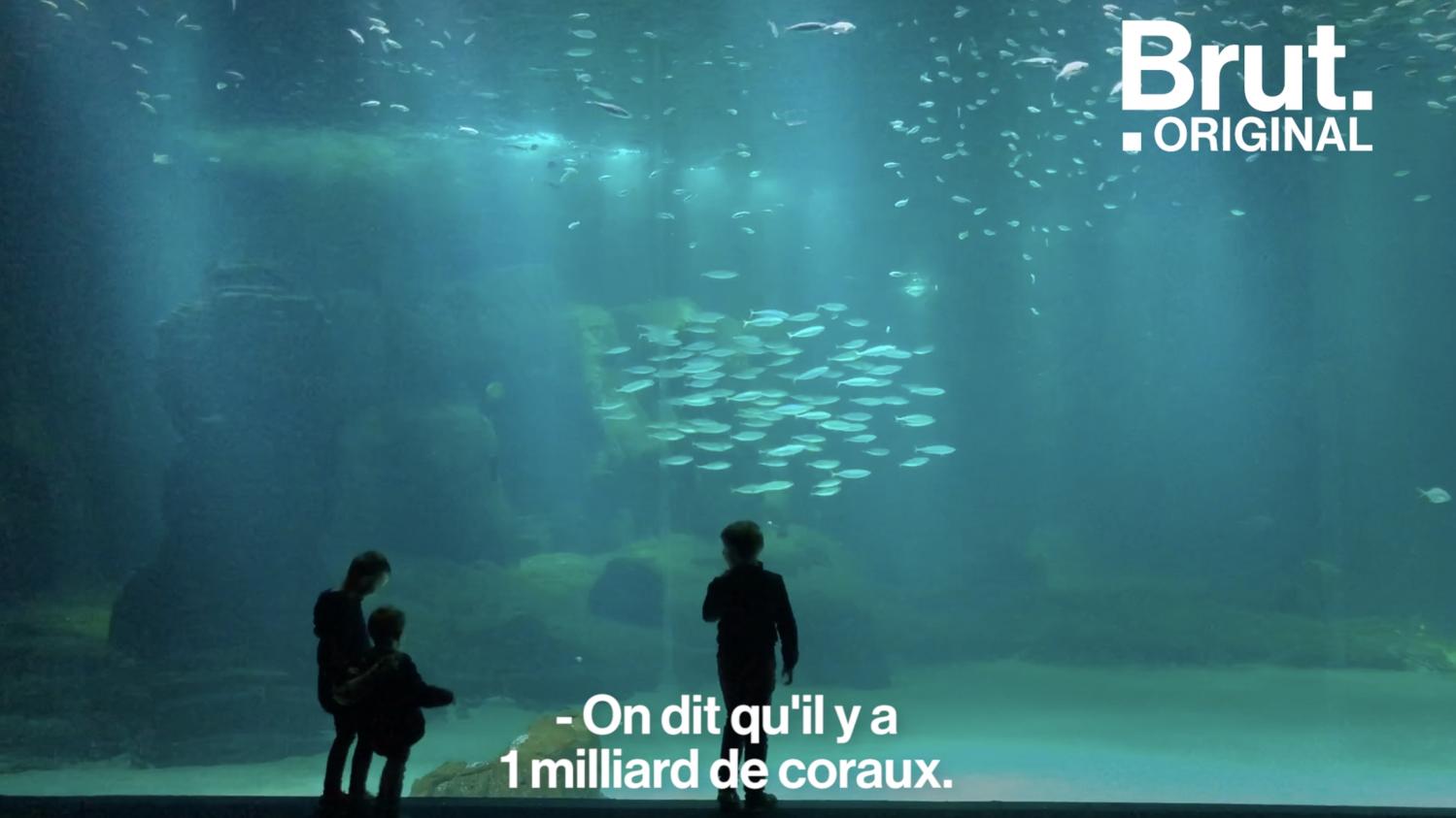 Video Dans Les Coulisses Du Plus Grand Aquarium Deurope Où - 