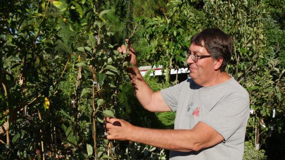 Jardin Comment Prendre Soin De Vos Arbres Fruitiers