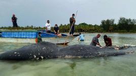 Un cachalot s'échoue après avoir ingurgité 6kg de plastique