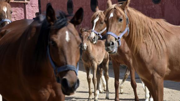 Algérie Le Haras De Chaouchaoua Un Patrimoine à Sauver - 