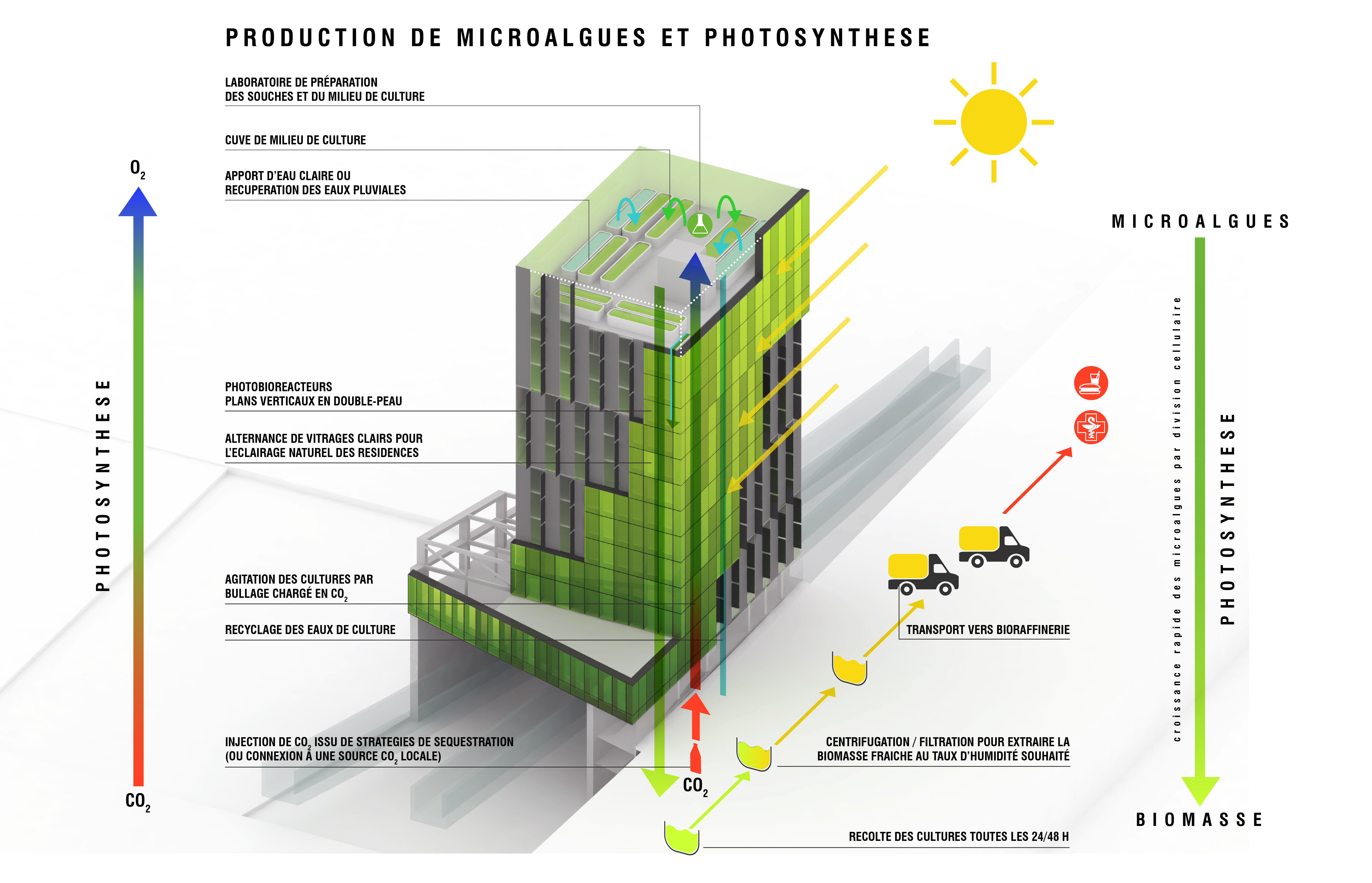 Production de micro-algues et photosynthèse.